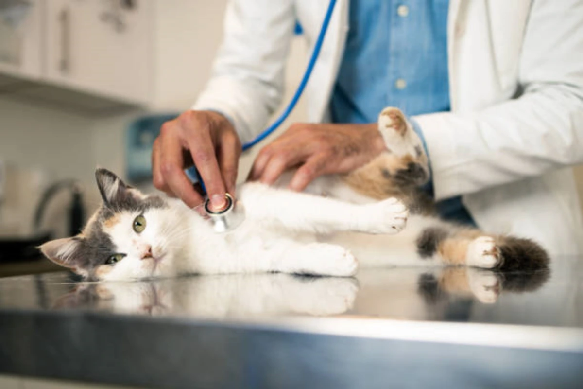 Clínica 24 horas veterinária em Fortaleza