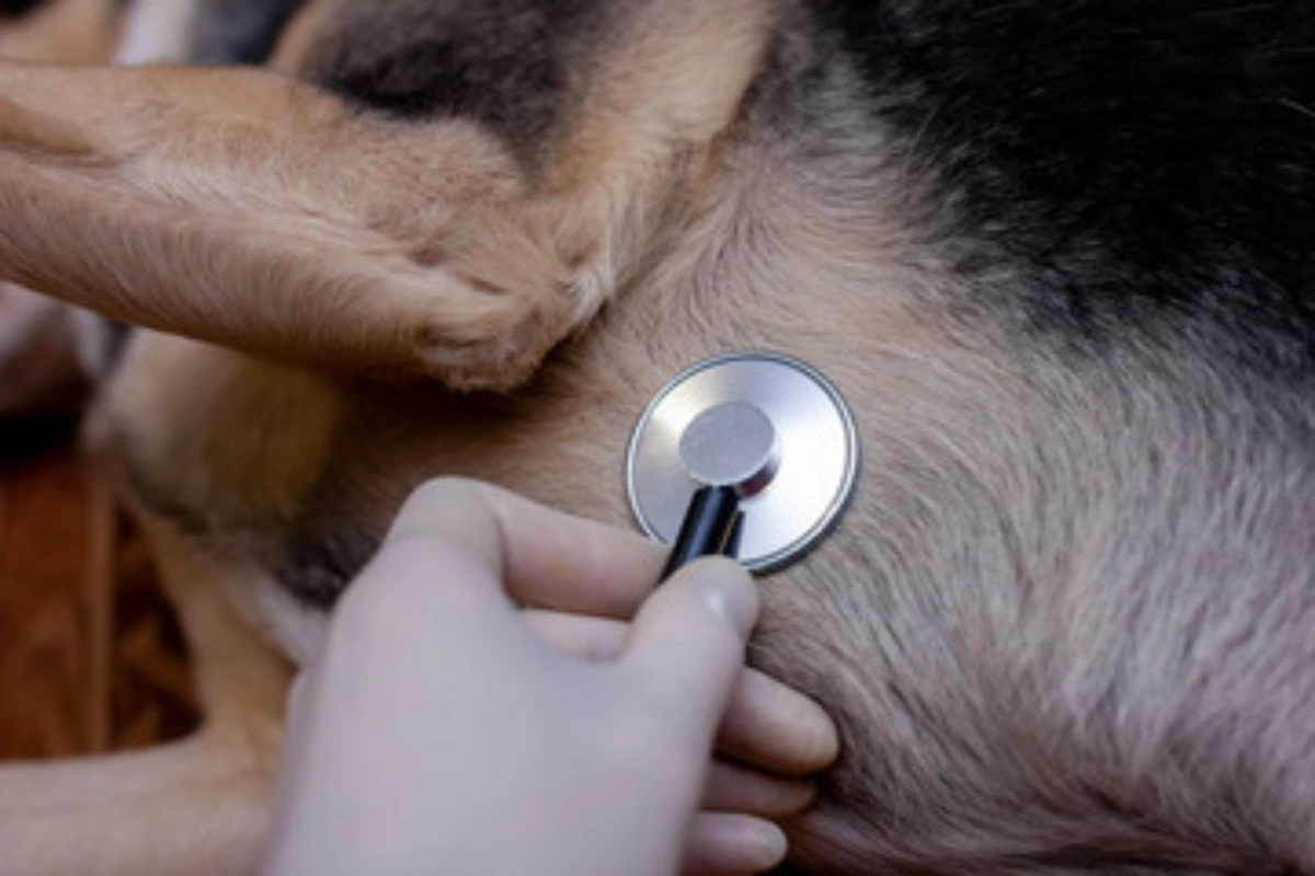 Clínica de cardiologista veterinário