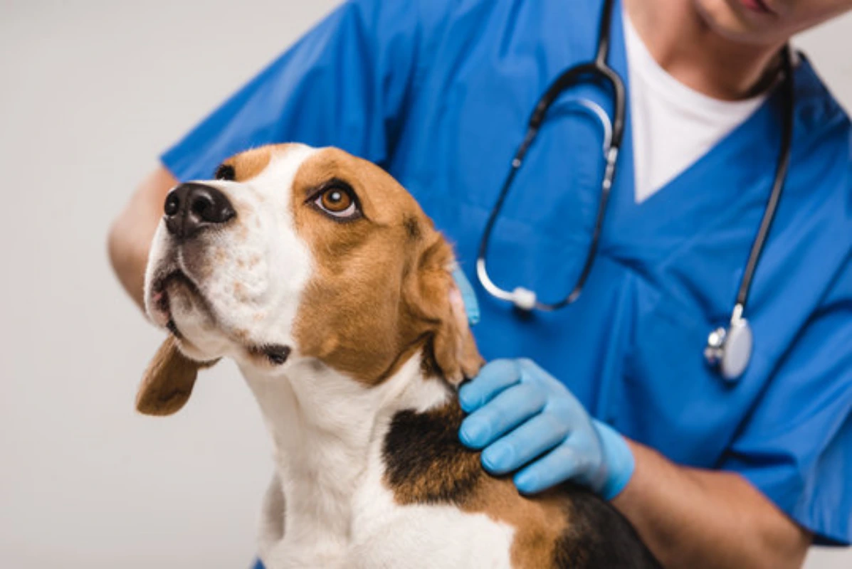 Clínica veterinária para cachorro