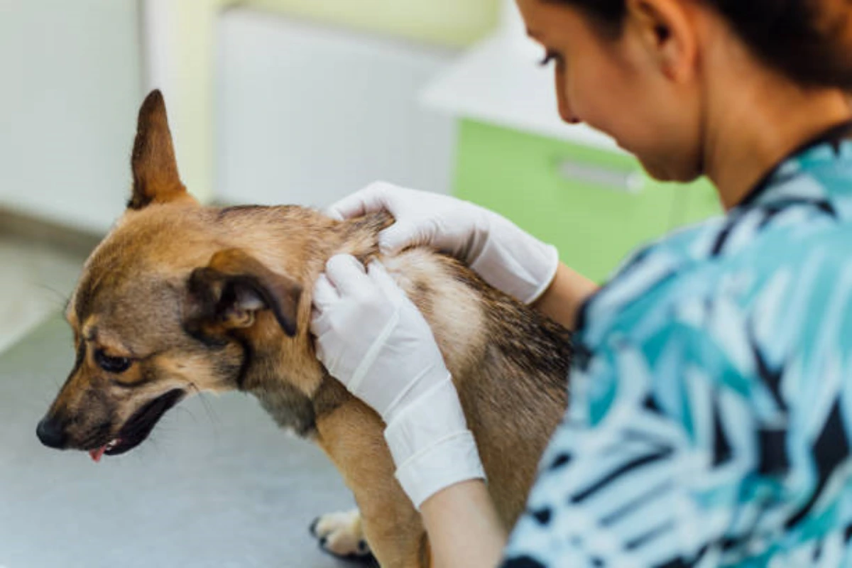 Dermatologista veterinário para gatos