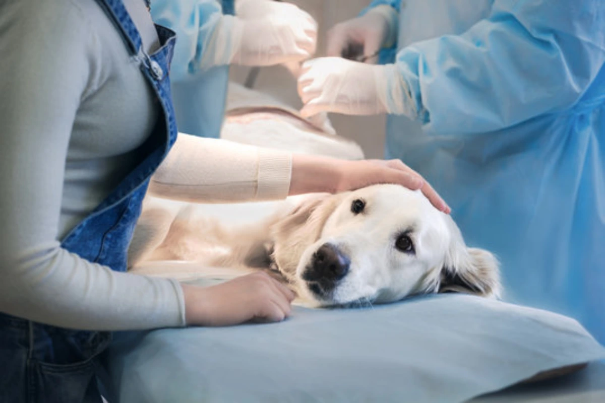 Emergência veterinária para cachorro