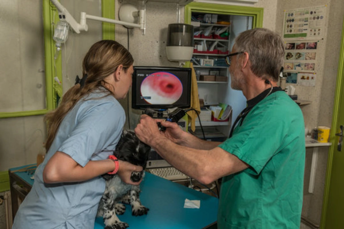 Exame de endoscopia veterinária