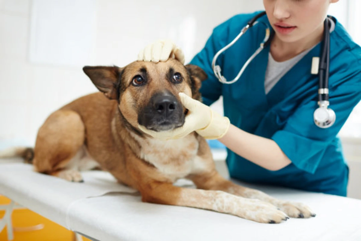 Hospital para cachorro 24 horas