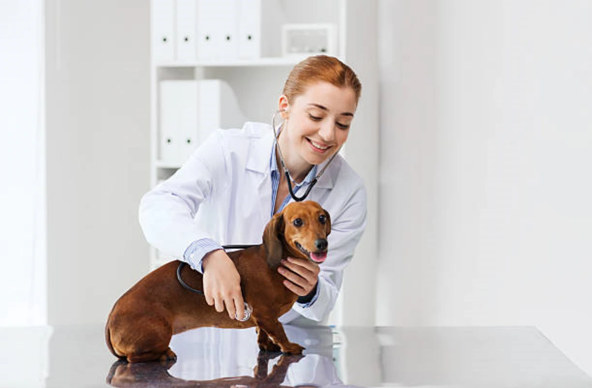 Hospital veterinário 24 horas perto de mim