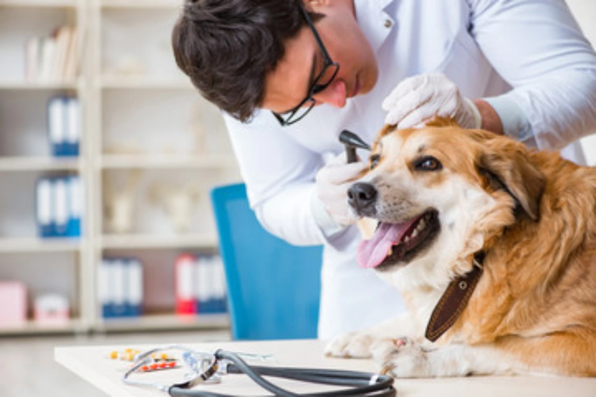 Hospital veterinário de urgência