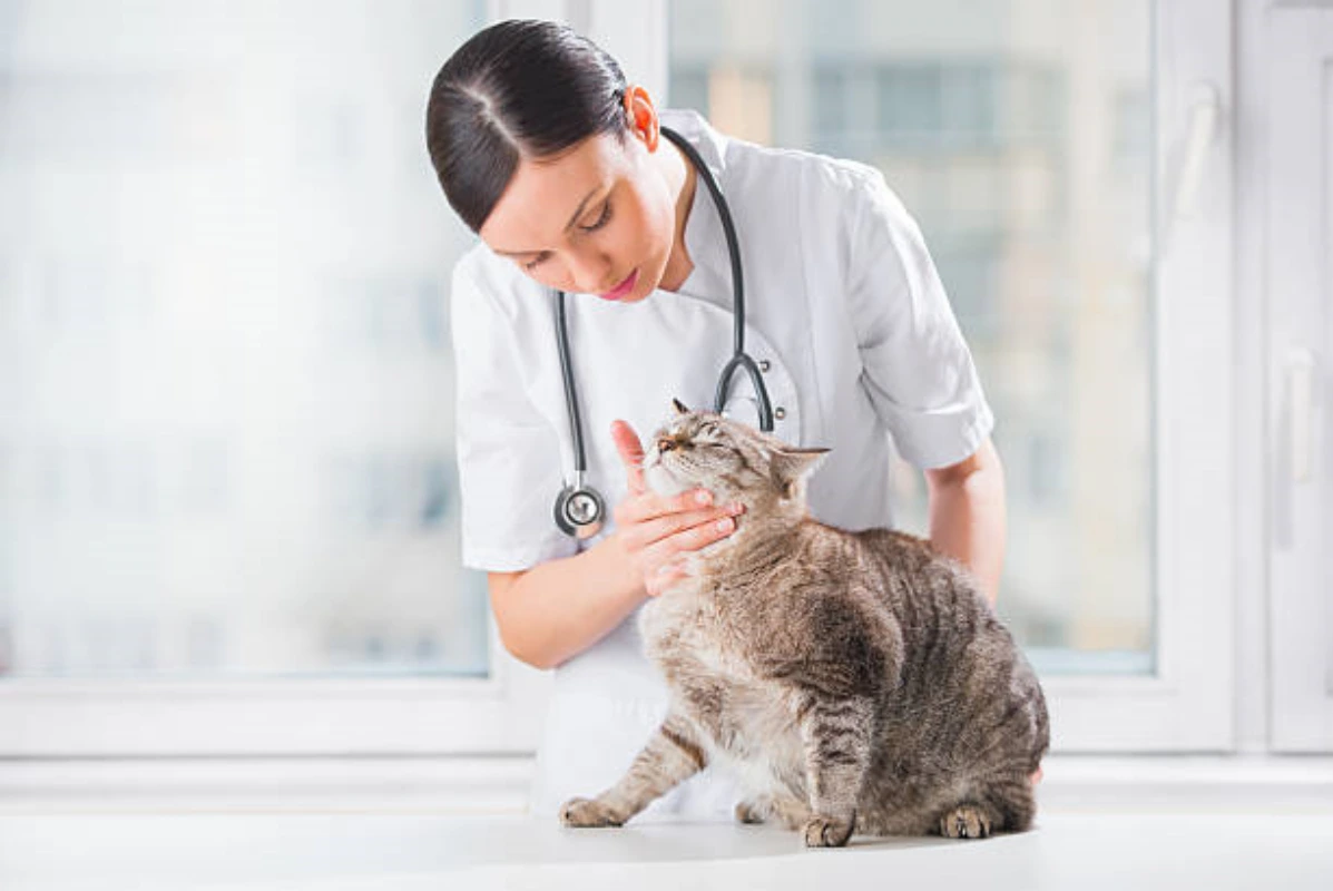 Neurologista veterinário