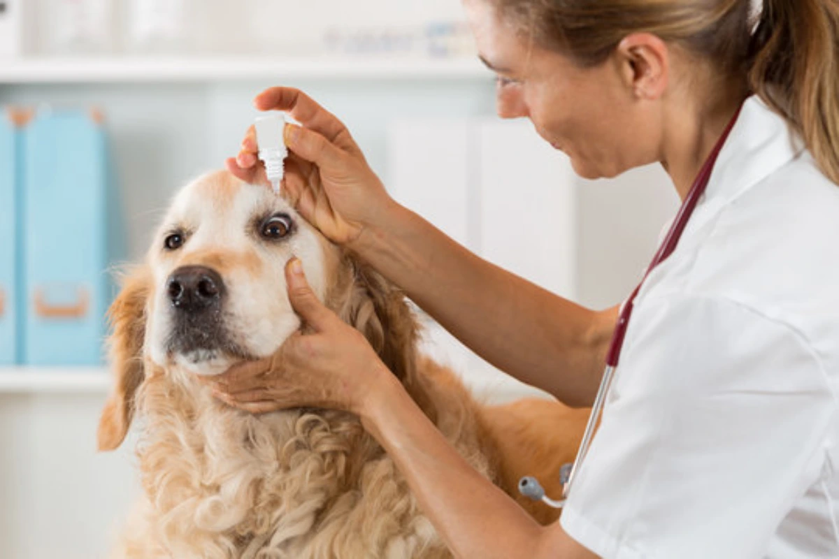 Oftalmologista para cachorro em Fortaleza