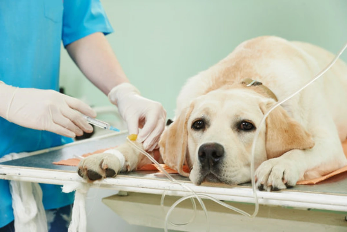 Ortopedia veterinária perto de mim