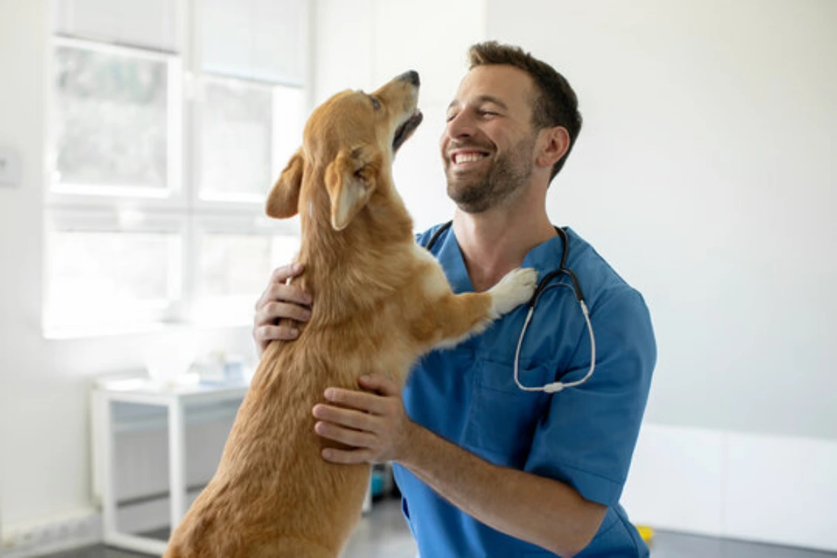 Ortopedista para cães