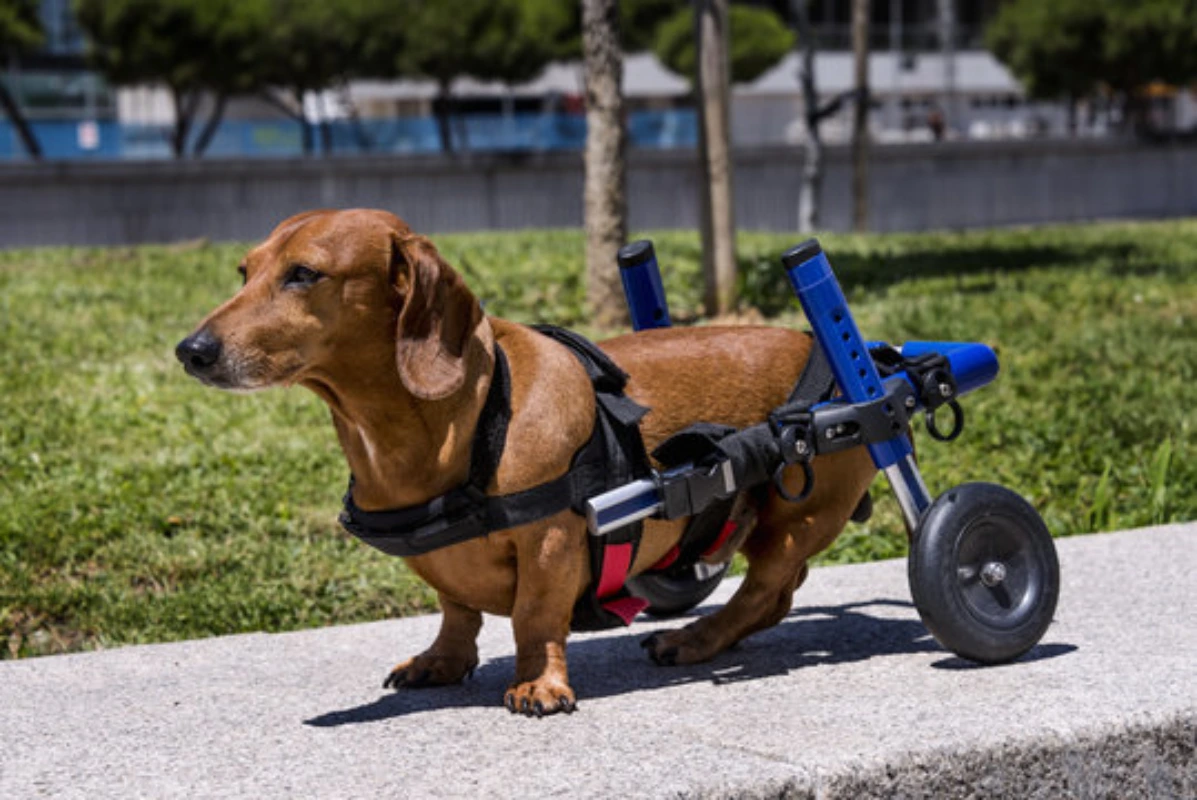 Ortopedista veterinário em Fortaleza