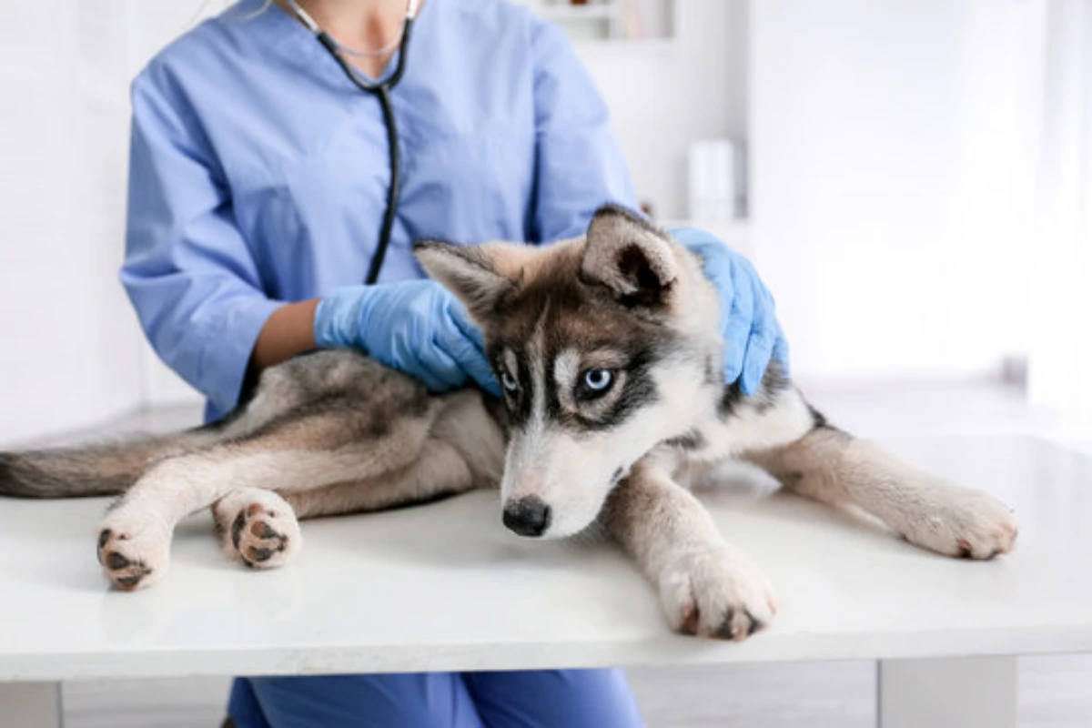 Veterinário dermatologista em Fortaleza