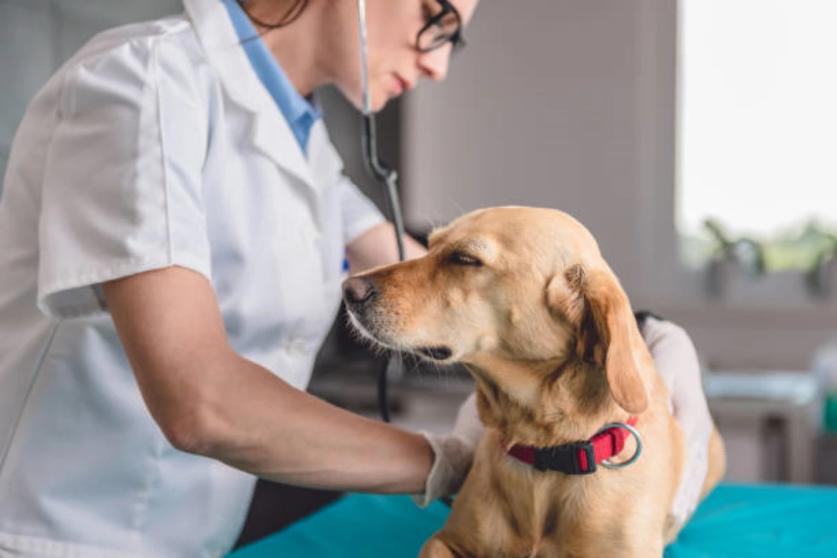 Veterinário dermatologista perto de mim