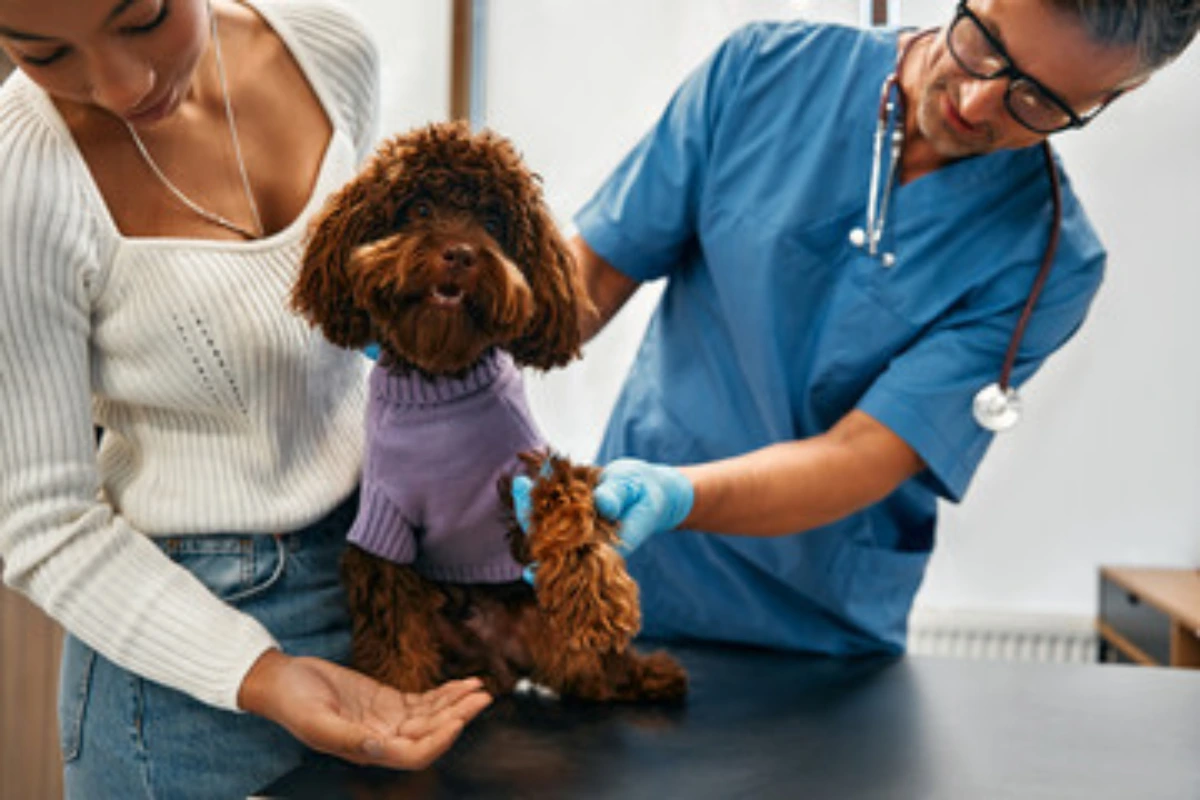 Veterinário especialista em pele