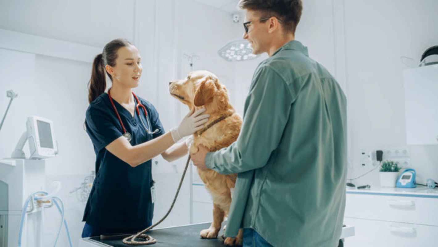 Veterinário ortopedista em Fortaleza